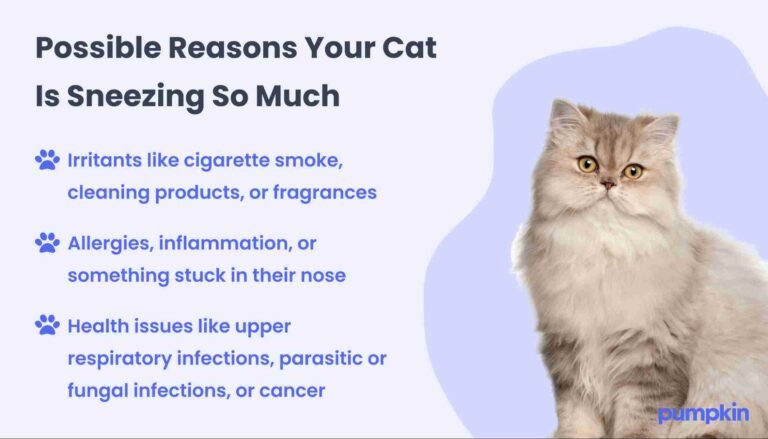 Why Do My Sneezes Smell Bad?